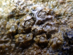 Chthamalus angustitergum