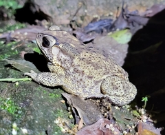 Duttaphrynus melanostictus