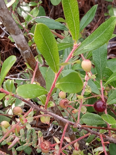 Image of Gaylussacia mosieri by (c) Abby Darrah, some rights reserved (CC BY)