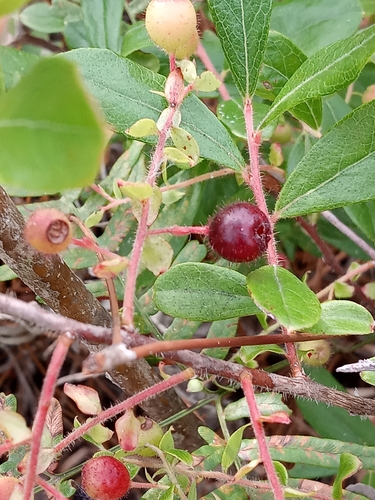 Image of Gaylussacia mosieri by (c) Abby Darrah, some rights reserved (CC BY)
