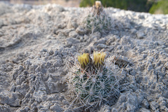 Pediocactus sileri