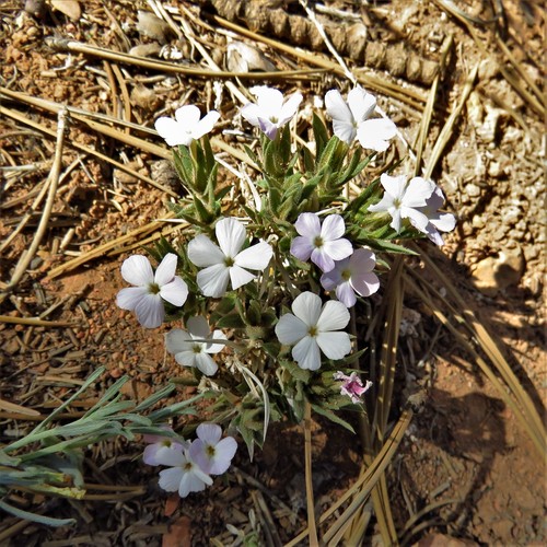 Image of Phlox gladiformis by (c) Annika Lindqvist, some rights reserved (CC BY)
