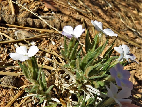 Image of Phlox gladiformis by (c) Annika Lindqvist, some rights reserved (CC BY)