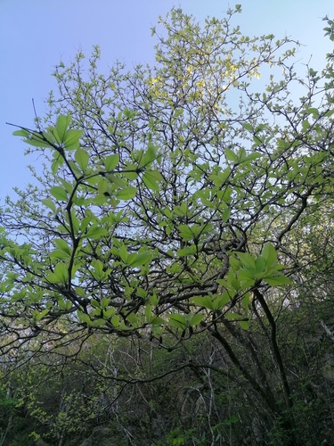 Terminalia macrostachya (Terminalia macrostachya)