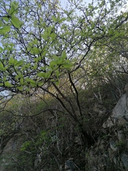 Terminalia macrostachya