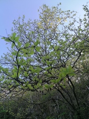 Terminalia macrostachya