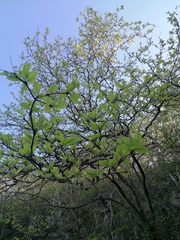 Terminalia macrostachya