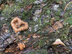 Gyromitra perlata