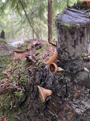 Gyromitra perlata