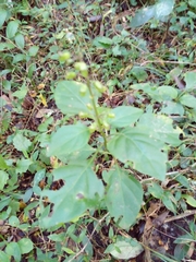 Ocimum carnosum