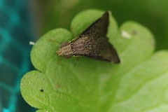 Eutreta noveboracensis