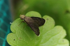 Eutreta noveboracensis