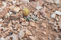 Pediocactus peeblesianus fickeiseniae