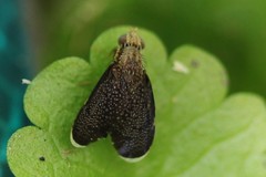 Eutreta noveboracensis