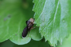 Eutreta noveboracensis