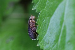 Eutreta noveboracensis