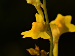 Utricularia chrysantha