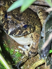 Quasipaa spinosa