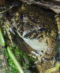Quasipaa spinosa