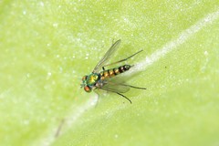 Condylostylus caudatus