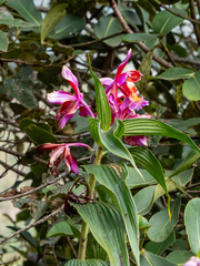 Sobralia dichotoma