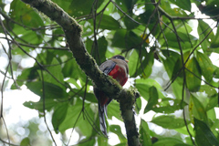 Trogon personatus