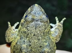 Quasipaa spinosa