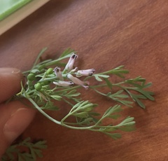 Fumaria vaillantii