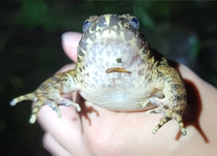 Quasipaa spinosa