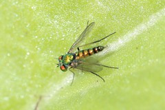 Condylostylus caudatus