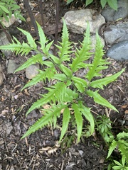 Tectaria subtriphylla