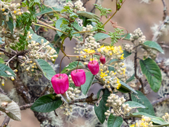 Eccremocarpus viridis