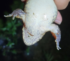 Quasipaa spinosa