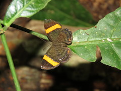 Crocozona pheretima