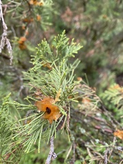 Gymnosporangium clavariiforme