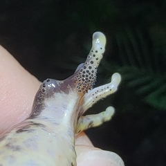 Quasipaa spinosa