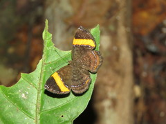 Crocozona pheretima