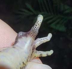 Quasipaa spinosa
