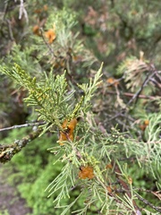 Gymnosporangium clavariiforme