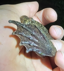 Quasipaa spinosa