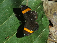 Crocozona pheretima