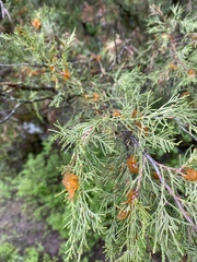 Gymnosporangium clavariiforme