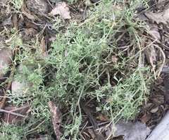 Fumaria vaillantii