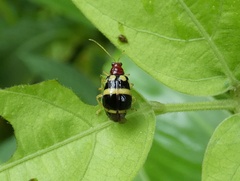Gynandrobrotica ventricosa