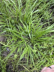 Paspalum minus
