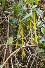 Salpichroa didierana