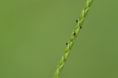 Paspalum minus