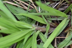 Paspalum minus