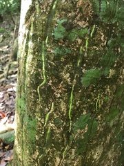 Pseudobombax septenatum