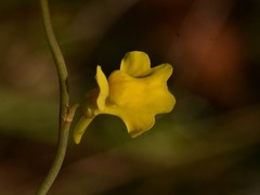 Utricularia chrysantha